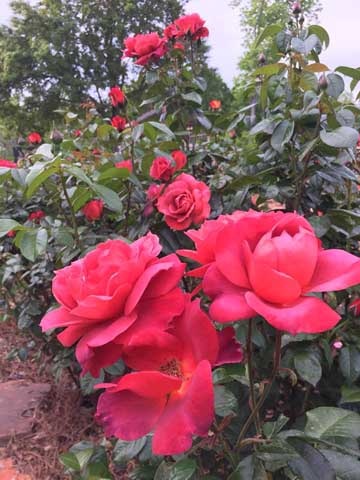 Beaumont Botanical Gardens 